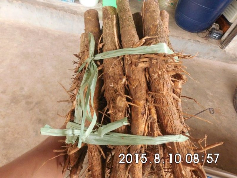 缅甸柚木金丝楠柚木苗绿化观赏庭院造林经济种植苗乔灌木楠木