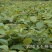 缅甸柚木金丝楠柚木苗绿化观赏庭院造林经济种植苗乔灌木楠木