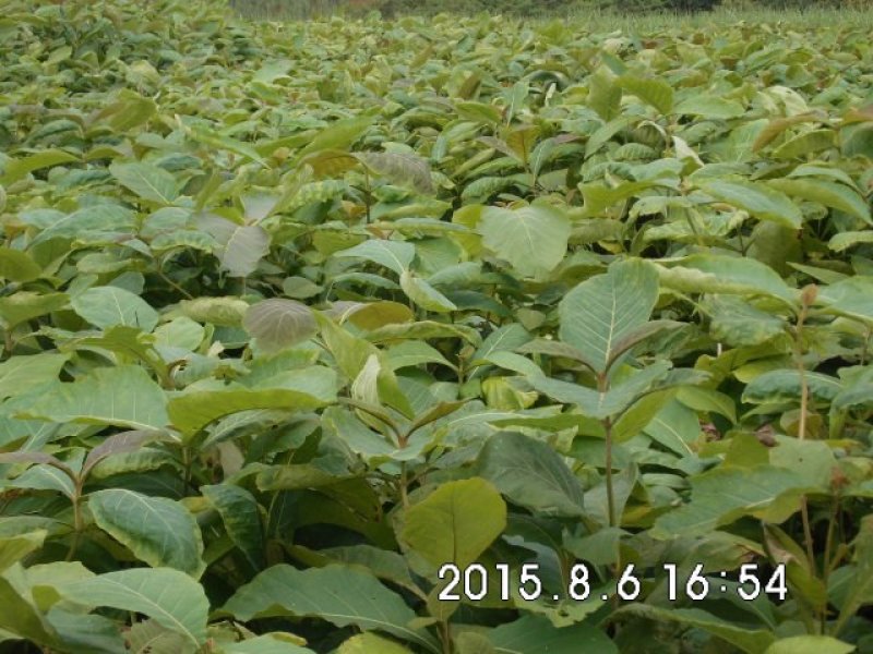 缅甸柚木金丝楠柚木苗绿化观赏庭院造林经济种植苗乔灌木楠木