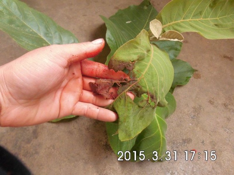 缅甸柚木金丝楠柚木苗绿化观赏庭院造林经济种植苗乔灌木楠木