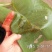 缅甸柚木金丝楠柚木苗绿化观赏庭院造林经济种植苗乔灌木楠木