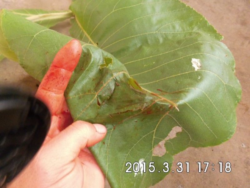 缅甸柚木金丝楠柚木苗绿化观赏庭院造林经济种植苗乔灌木楠木