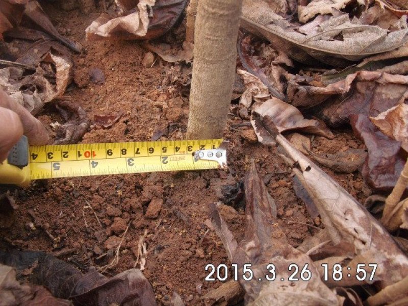 缅甸柚木金丝楠柚木苗绿化观赏庭院造林经济种植苗乔灌木楠木