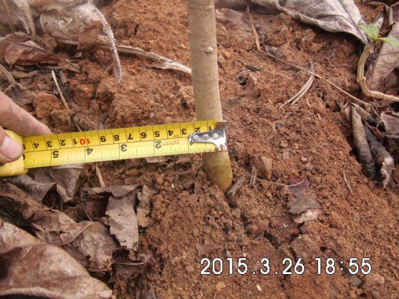 缅甸柚木金丝楠柚木苗绿化观赏庭院造林经济种植苗乔灌木楠木