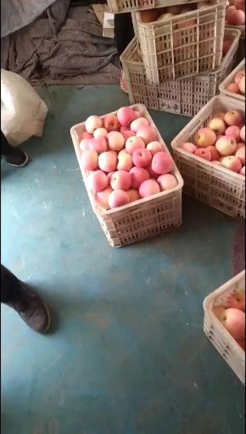 优质红富士各种规格大批量底价供货
