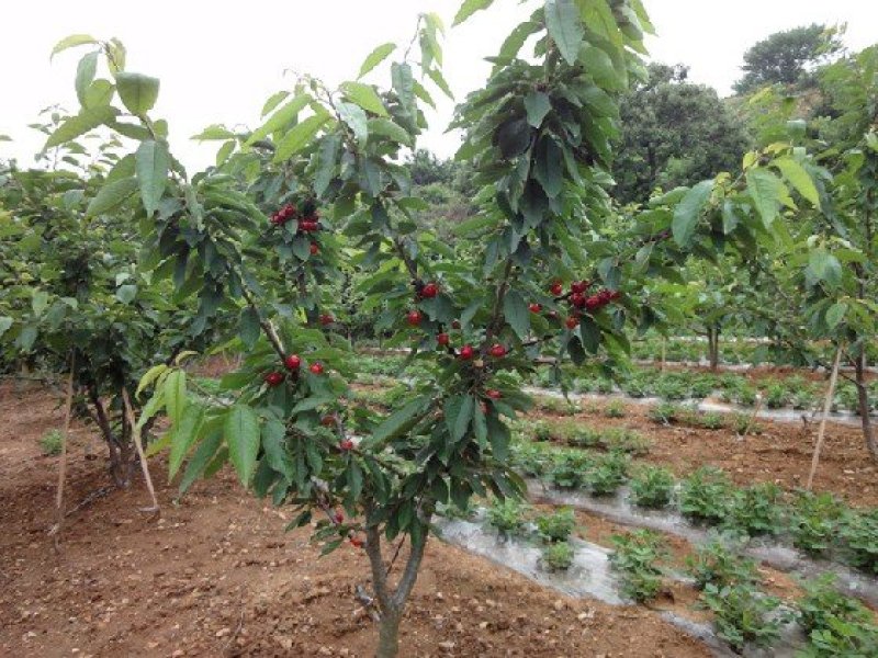 车厘子树苗当年结果南方北方种植樱桃树大樱桃苗嫁接苗果苗果