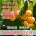 车厘子树苗当年结果南方北方种植樱桃树大樱桃苗嫁接苗果苗果