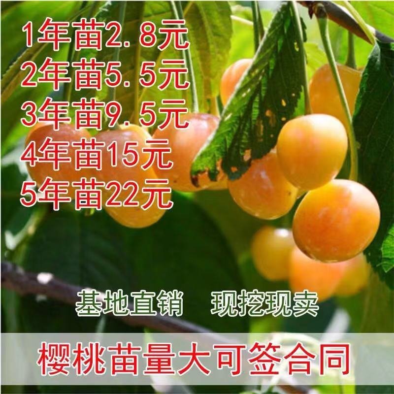 车厘子树苗当年结果南方北方种植樱桃树大樱桃苗嫁接苗果苗果