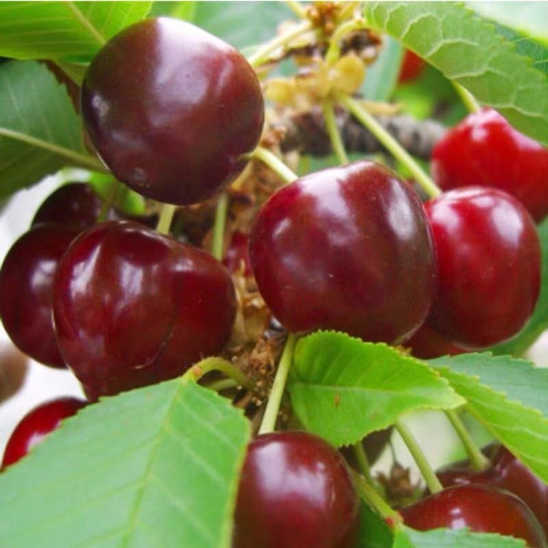 车厘子树苗当年结果南方北方种植樱桃树大樱桃苗嫁接苗果苗果