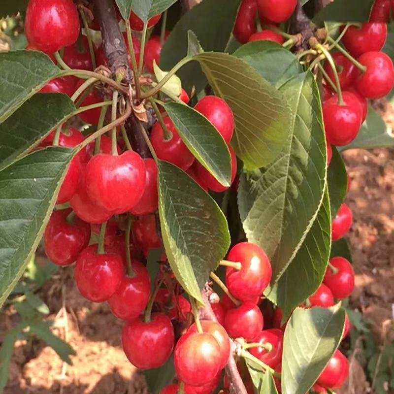 车厘子树苗当年结果南方北方种植樱桃树大樱桃苗嫁接苗果苗果