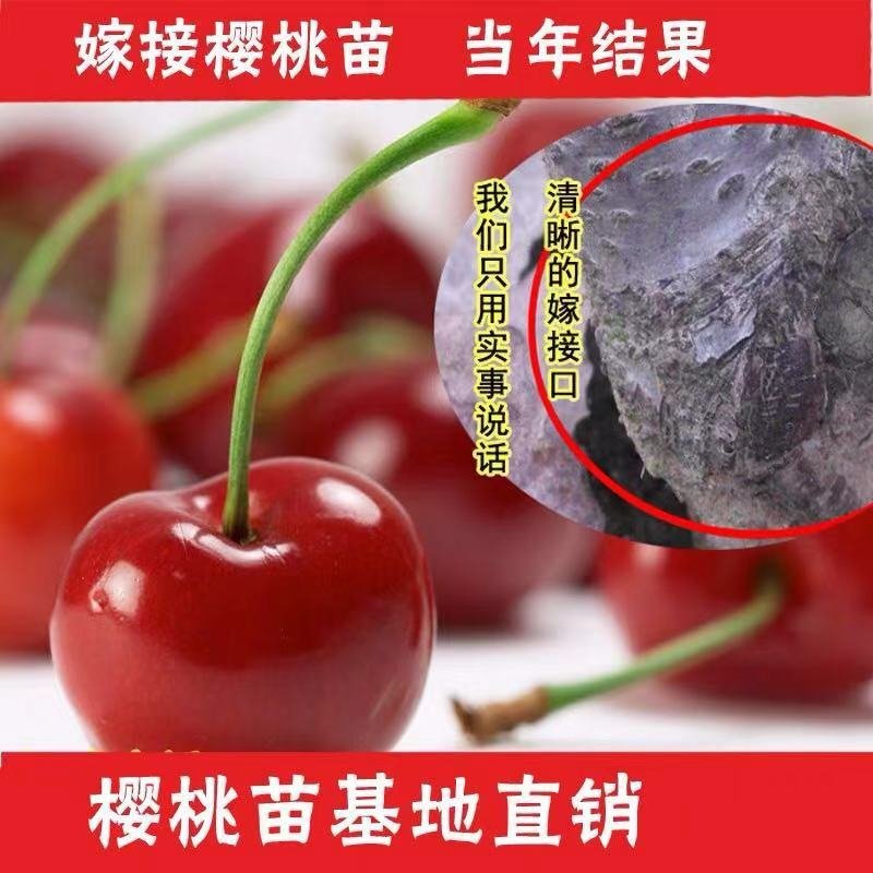 车厘子树苗当年结果南方北方种植樱桃树大樱桃苗嫁接苗果苗果