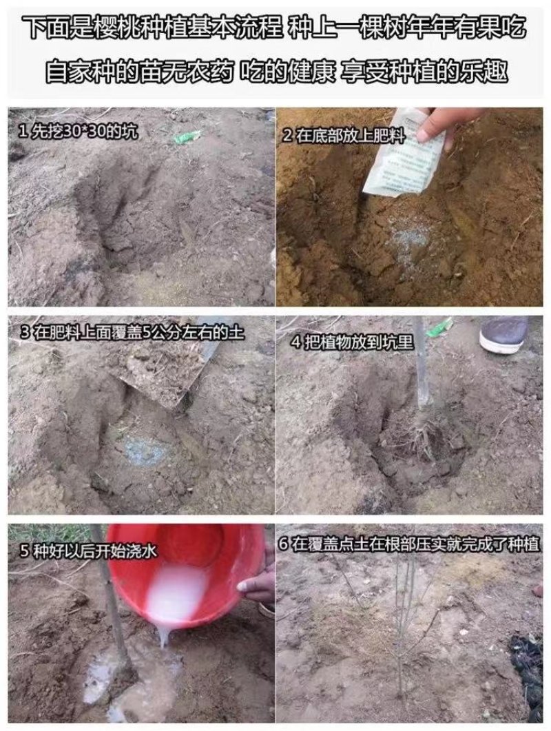 车厘子树苗当年结果南方北方种植樱桃树大樱桃苗嫁接苗果苗果