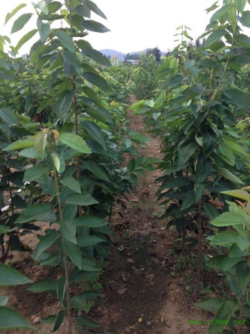 车厘子树苗当年结果南方北方种植樱桃树大樱桃苗嫁接苗果苗果