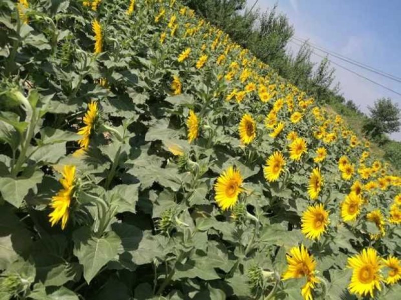 四级压榨葵花油
