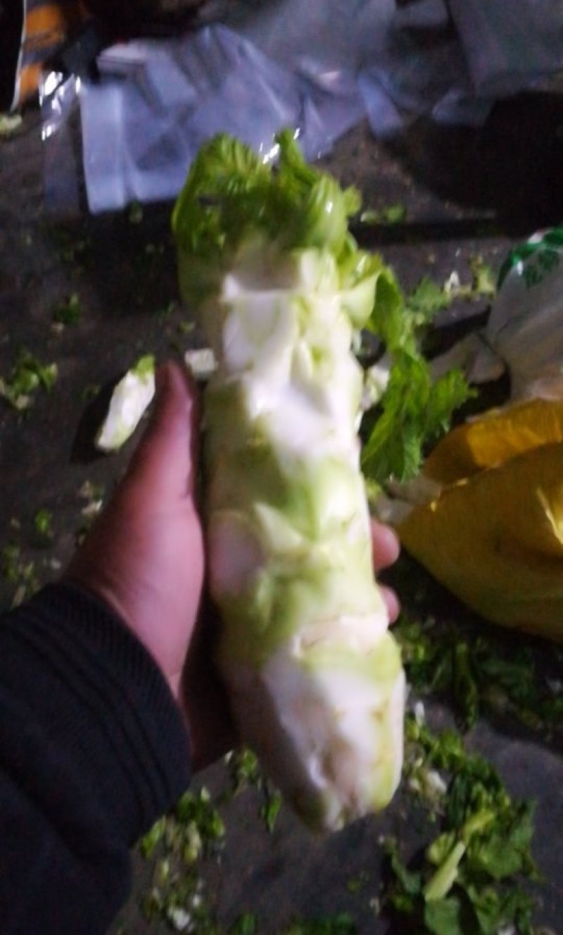 儿菜头