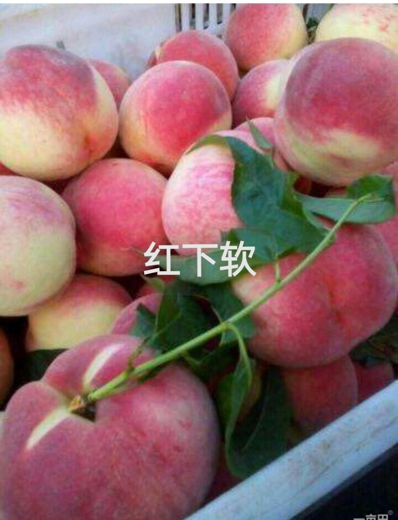 桃树苗，迟熟桃，红不软桃树苗