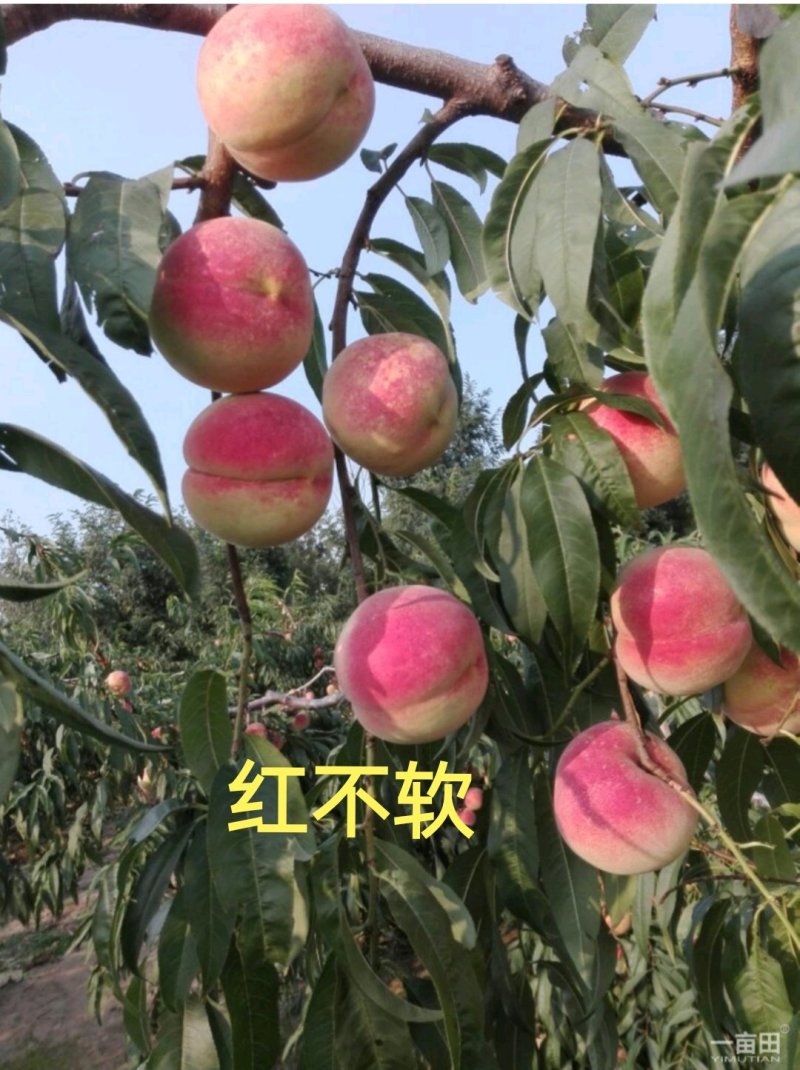 桃树苗，迟熟桃，红不软桃树苗