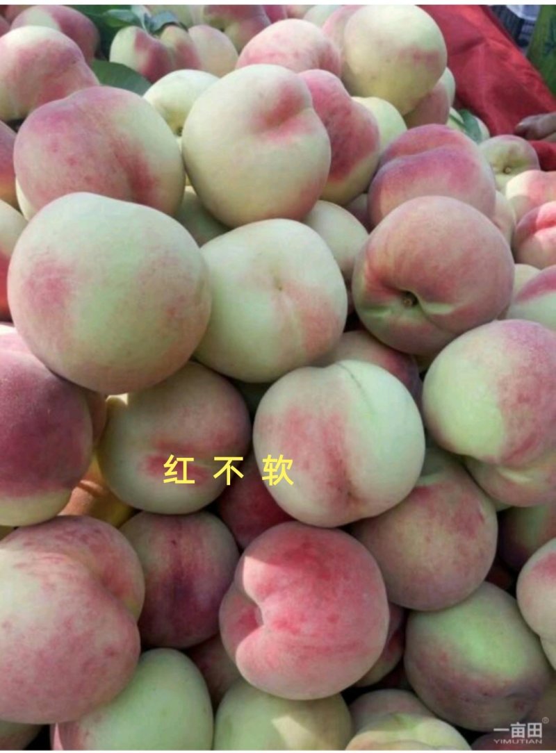 桃树苗，迟熟桃，红不软桃树苗