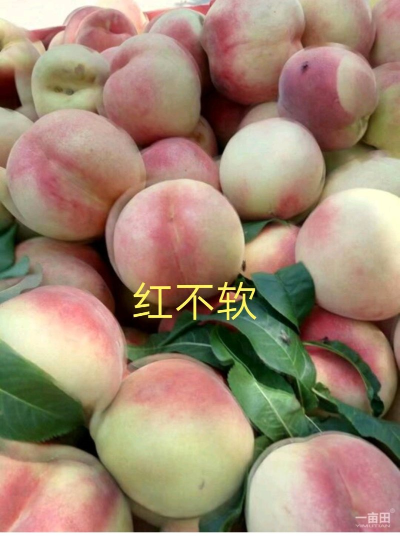 桃树苗，迟熟桃，红不软桃树苗