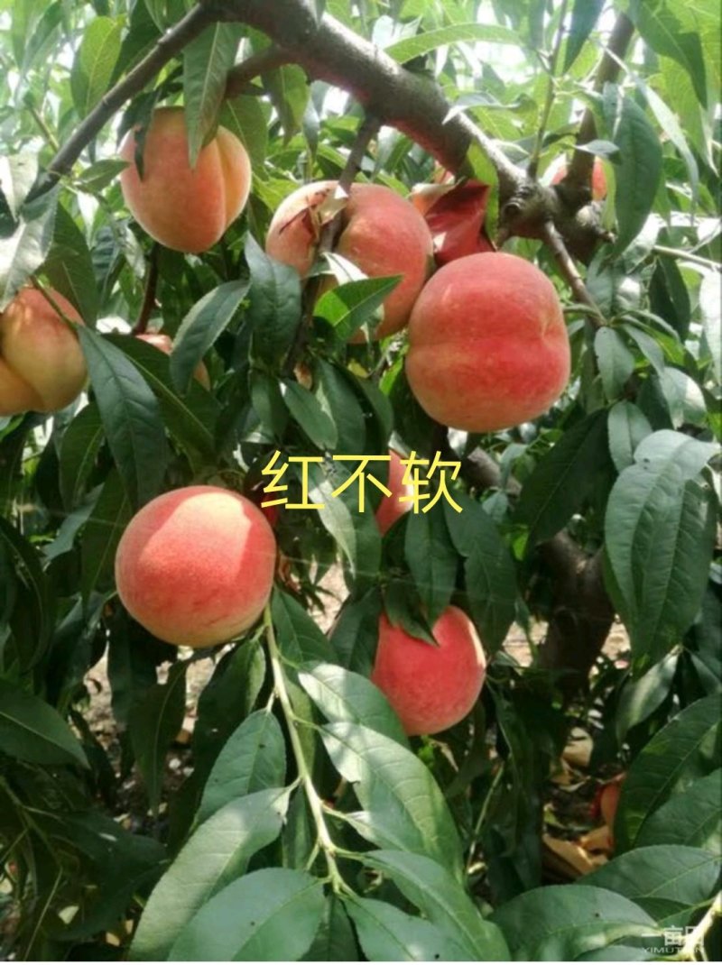 桃树苗，迟熟桃，红不软桃树苗