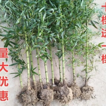 四季竹苗