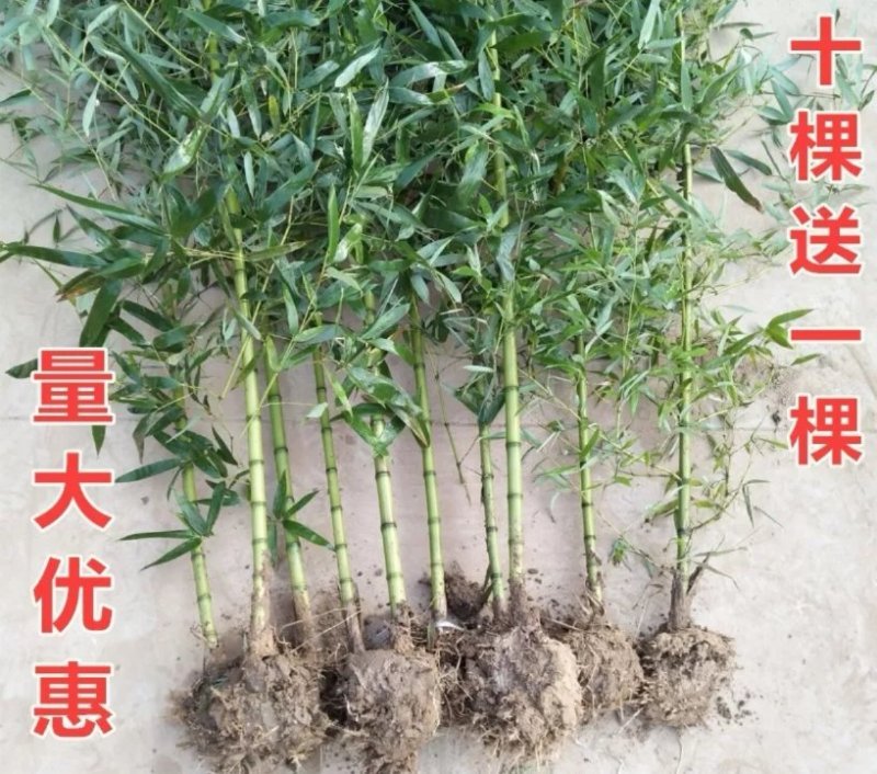 四季竹苗