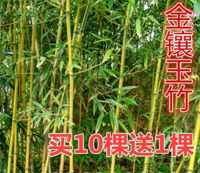 金镶玉竹