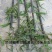 紫竹1-2公分