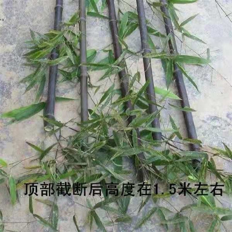 紫竹1-2公分