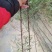 紫竹1-2公分