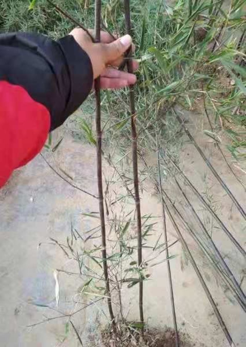 紫竹1-2公分