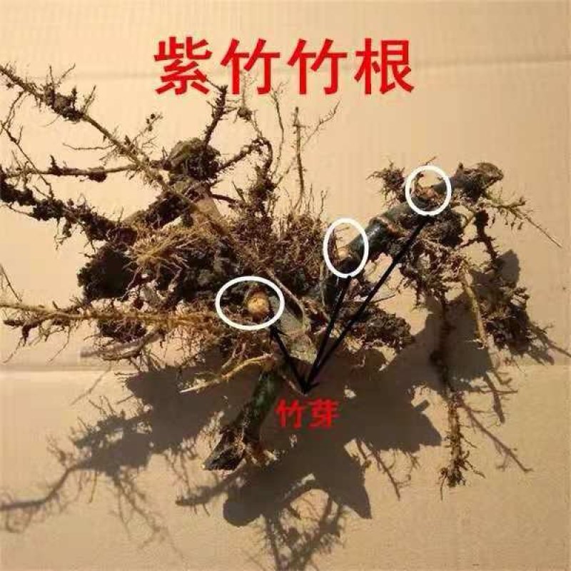 紫竹1-2公分