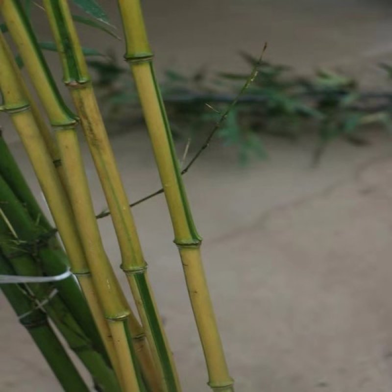 金镶玉竹