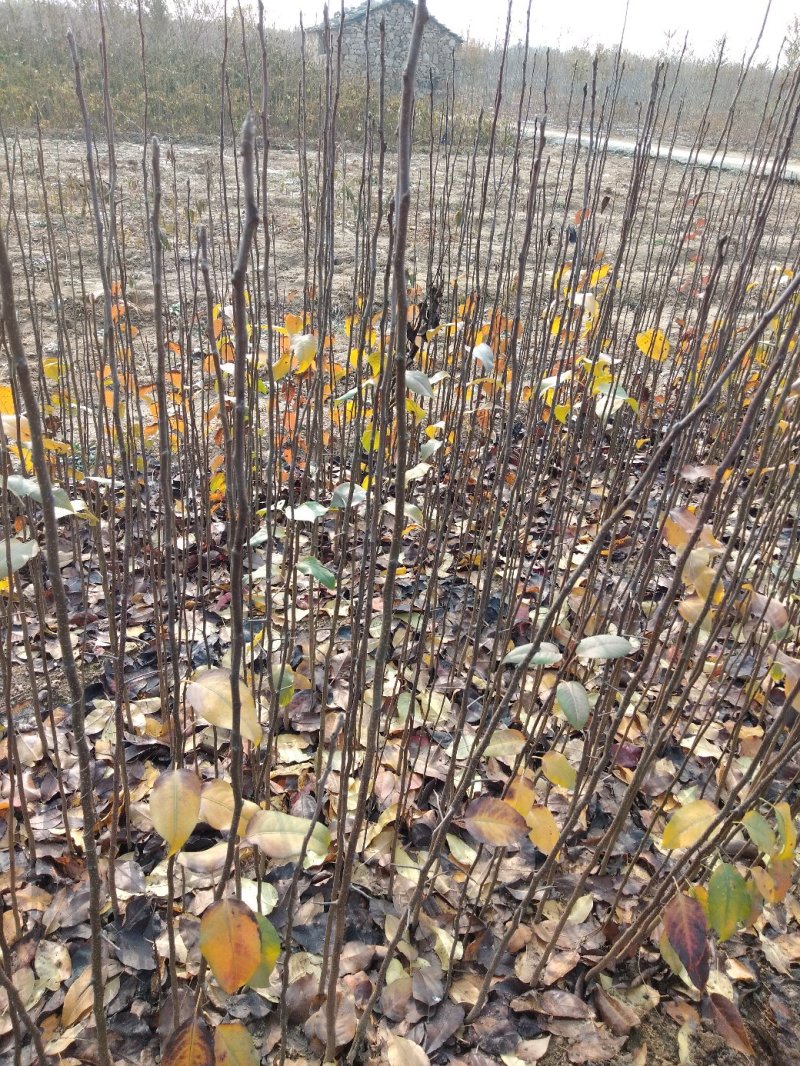梨树苗：梨树实生苗，用来嫁接各种梨树成品苗的钻木