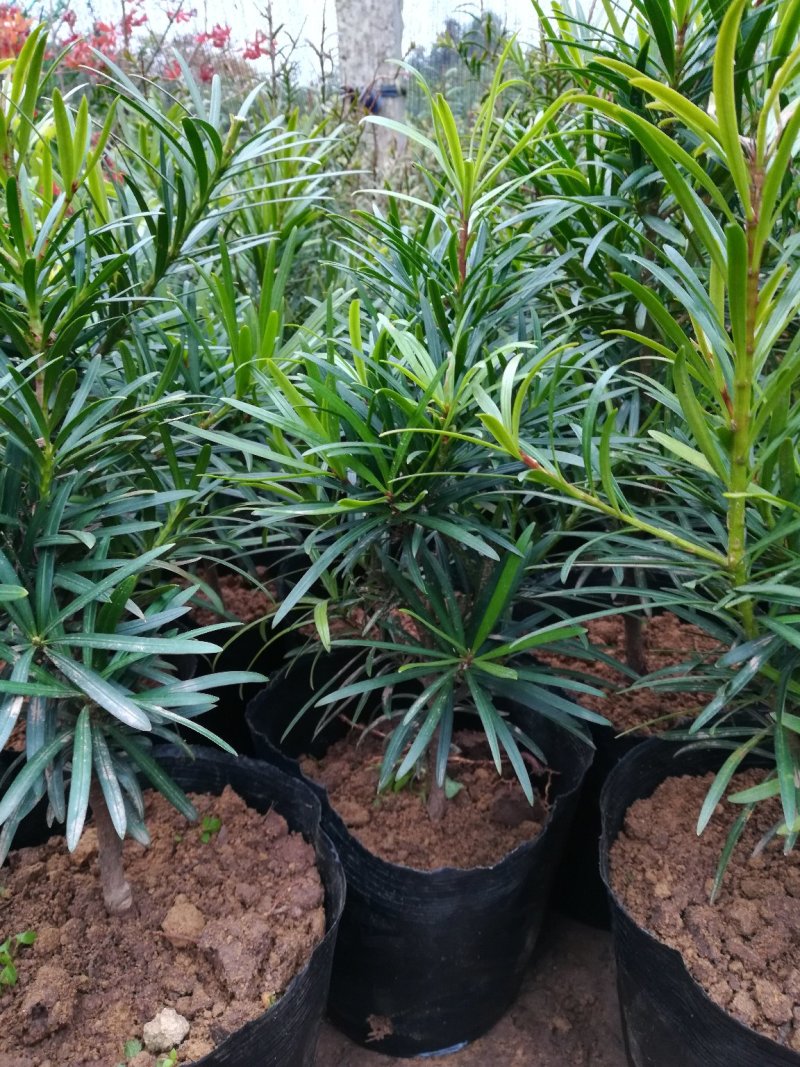 罗汉松雀舌罗汉松罗汉松盆景地栽苗