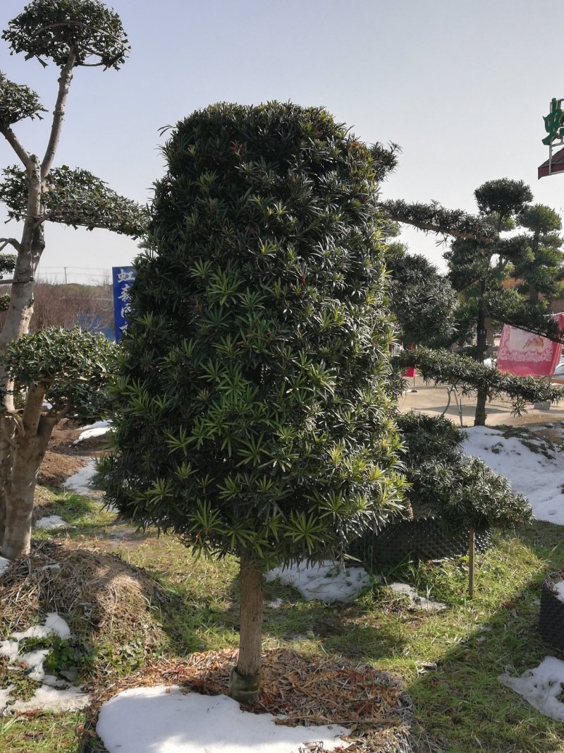 罗汉松雀舌罗汉松罗汉松盆景地栽苗