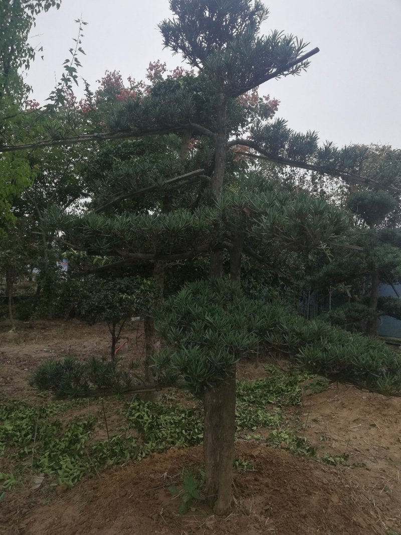 罗汉松雀舌罗汉松罗汉松盆景地栽苗