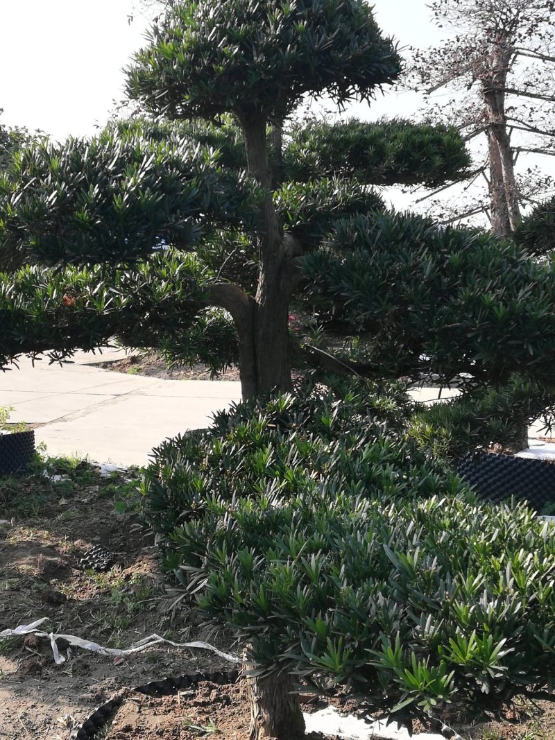 罗汉松雀舌罗汉松罗汉松盆景地栽苗