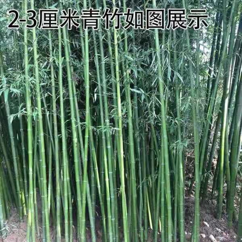 四季竹苗