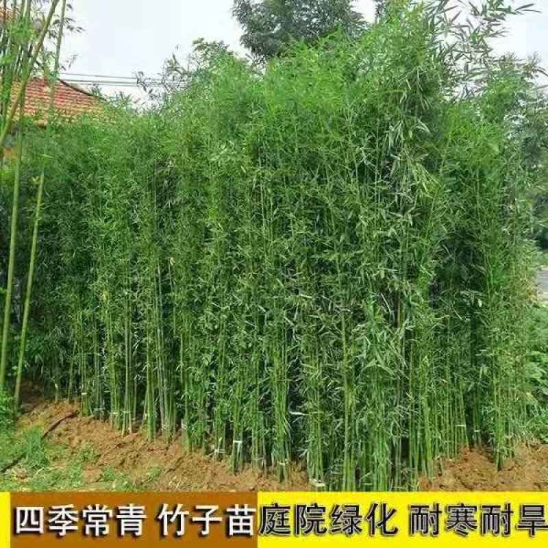 四季竹苗