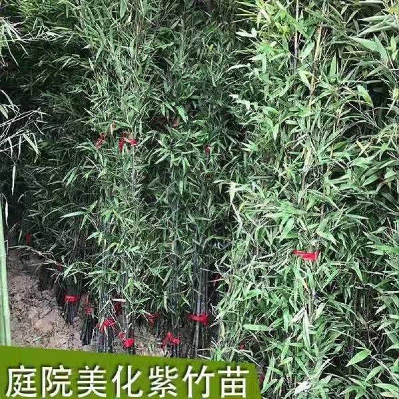 紫竹1-2公分