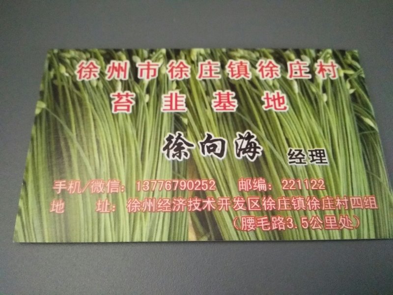 中华四季苔韭王韭菜种子
