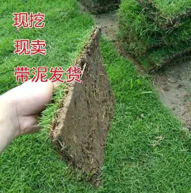 草坪