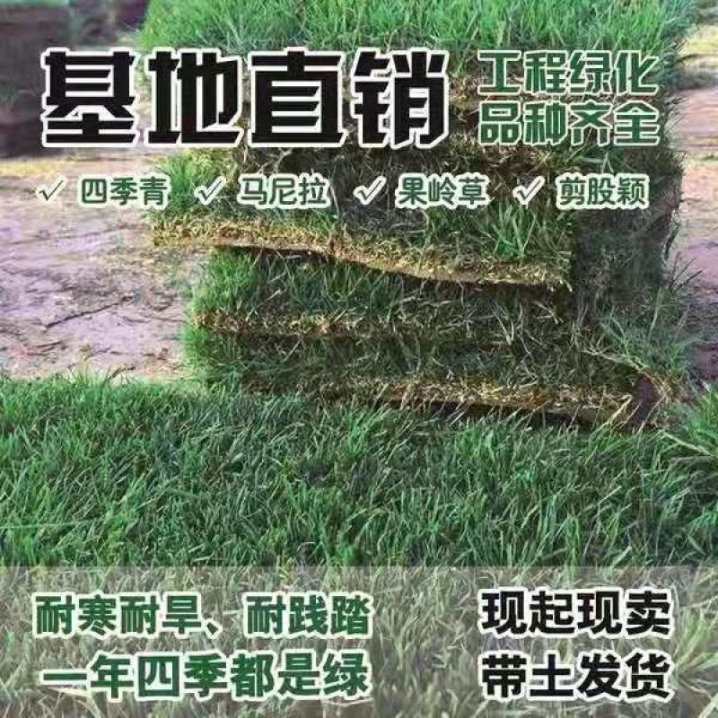 草坪