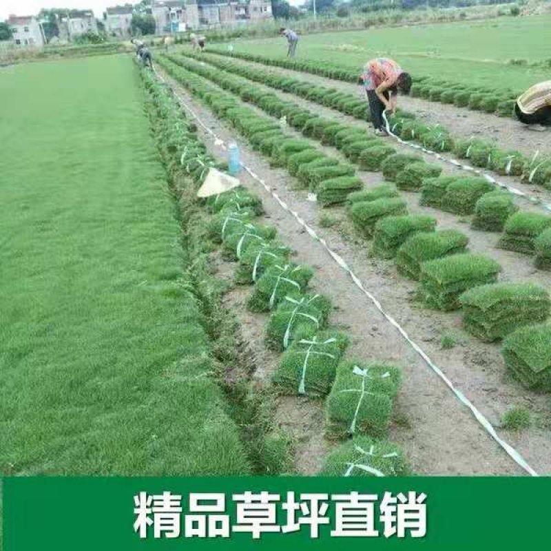 草坪
