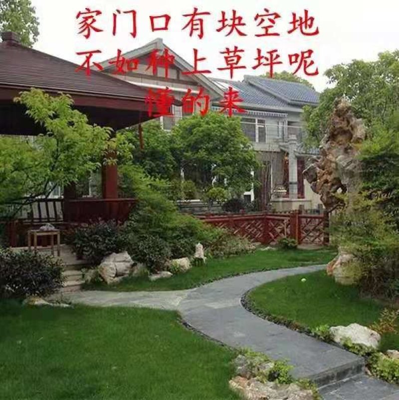 草坪