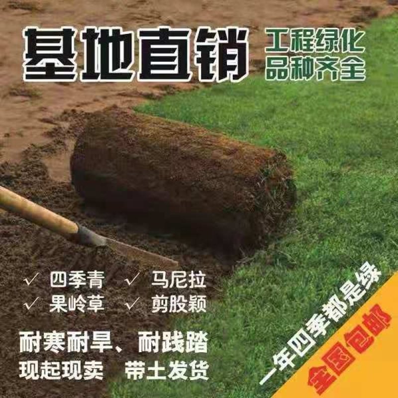 草坪