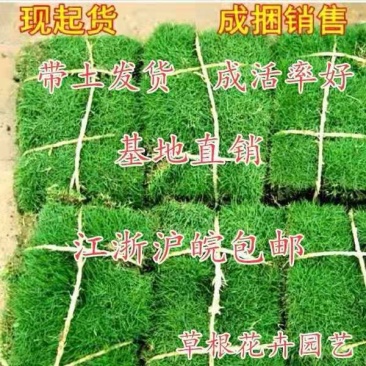草坪