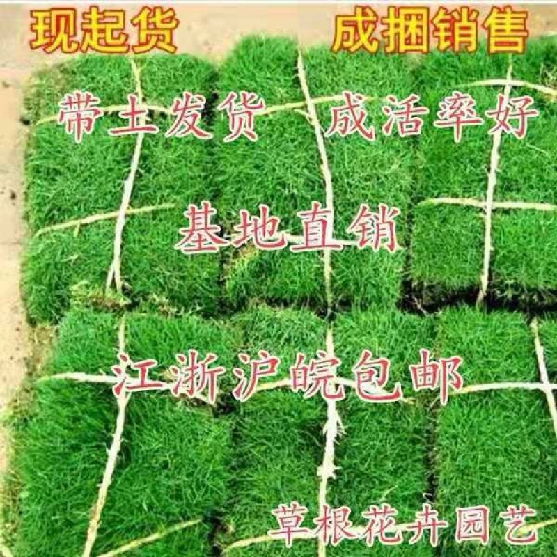 草坪