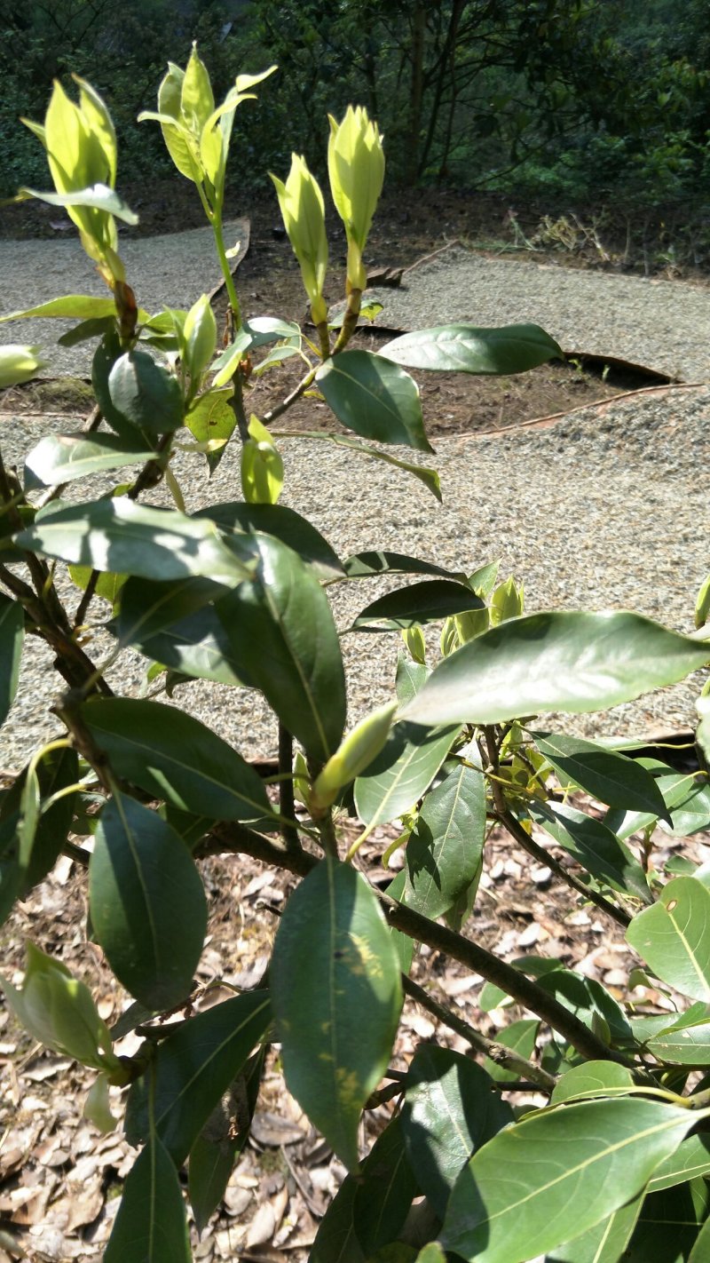 茶！白茶！老鹰茶！老林茶！大茶！红茶